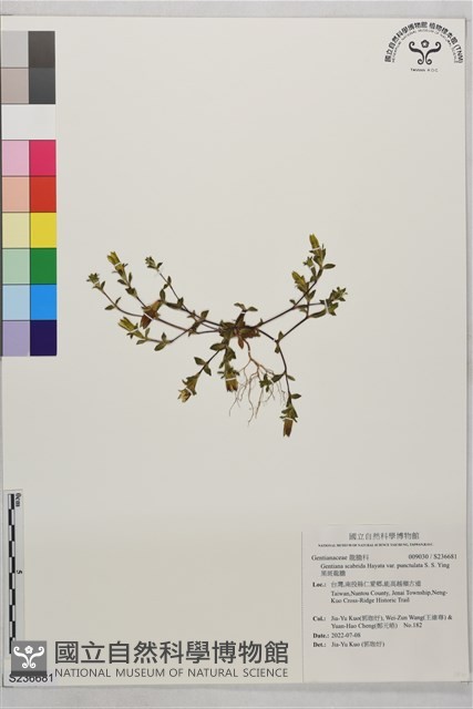 黑斑龍膽藏品圖，第1張
