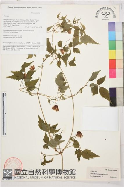 小木通藏品圖，第1張