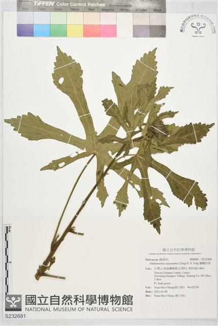 蘭嶼秋葵藏品圖，第1張