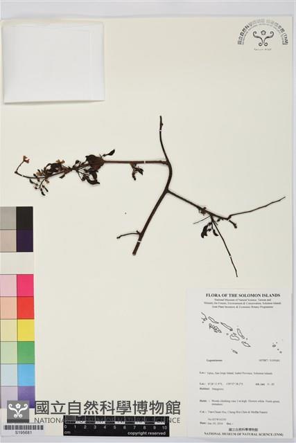 登錄號:S195681藏品圖，第1張