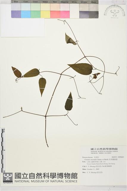 柱果鐵線蓮藏品圖，第2張