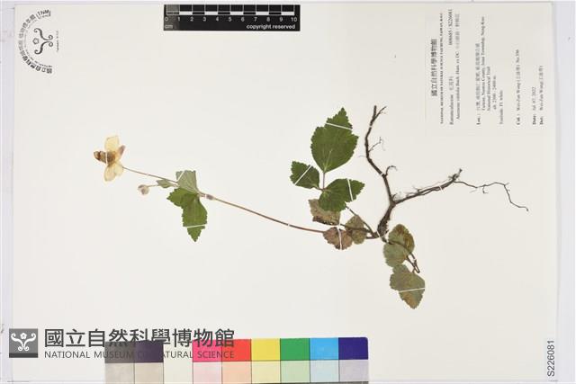 小白頭翁、野棉花藏品圖，第1張