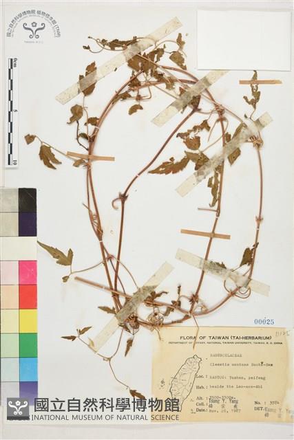 繡球藤藏品圖，第1張