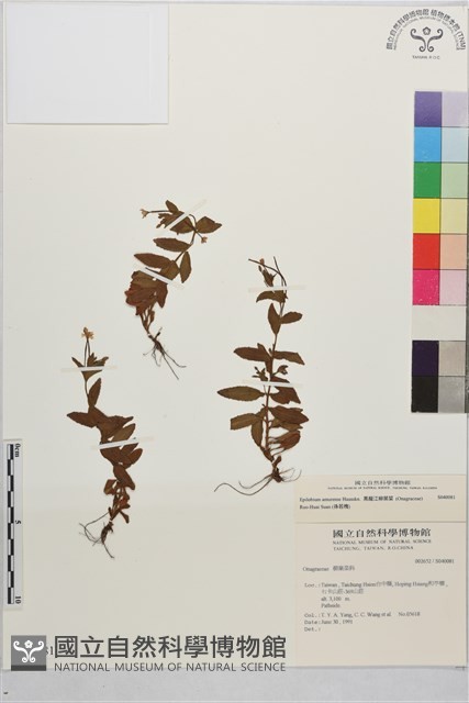 黑龍江柳葉菜藏品圖，第1張