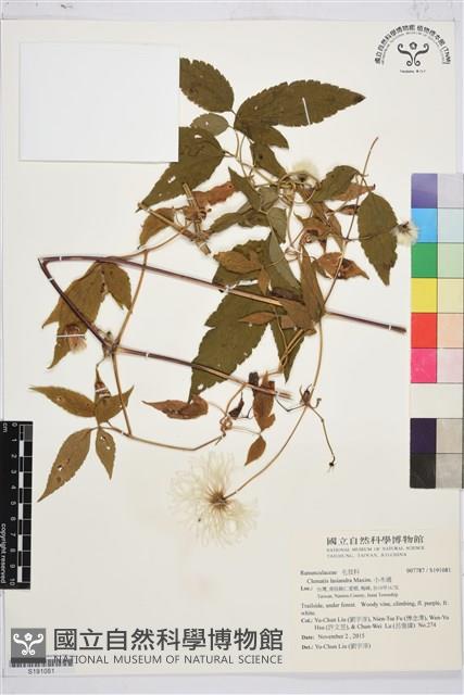 小木通藏品圖，第1張