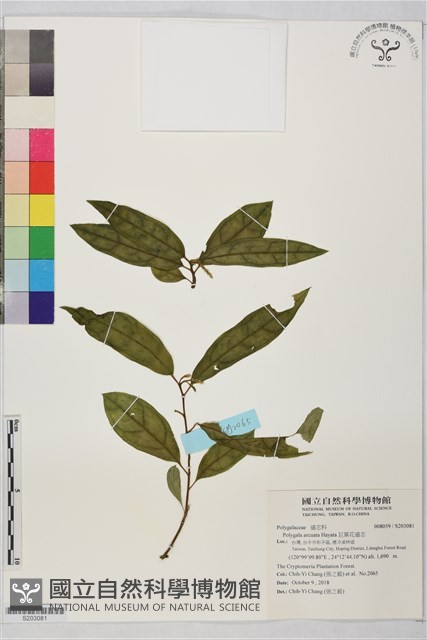 巨葉花遠志藏品圖，第1張