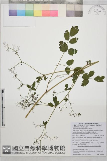 微毛爪哇唐松草藏品圖，第1張