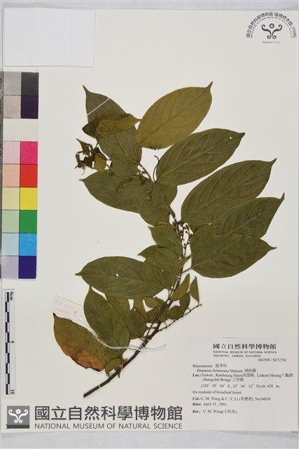 桶鉤藤藏品圖，第1張