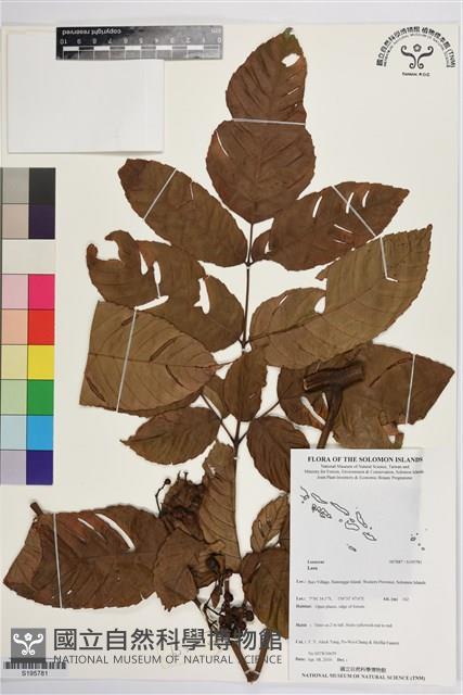 登錄號:S195781藏品圖，第1張