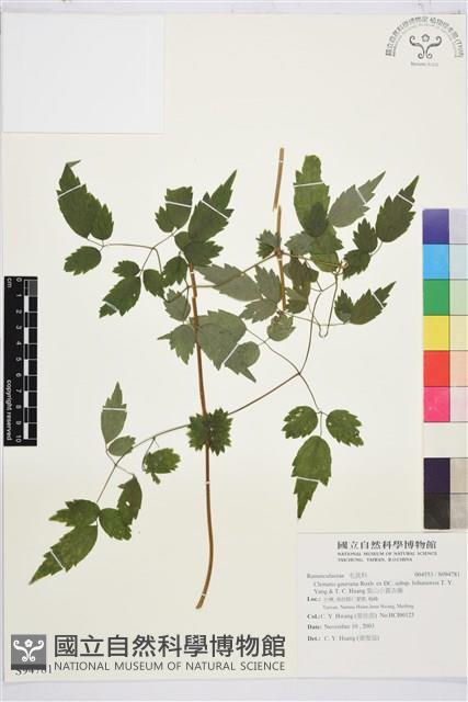 梨山小蓑衣藤藏品圖，第1張