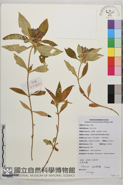 頭花龍膽藏品圖，第1張
