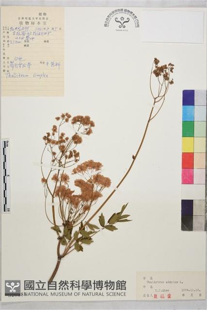 箭頭唐松草藏品圖，第1張