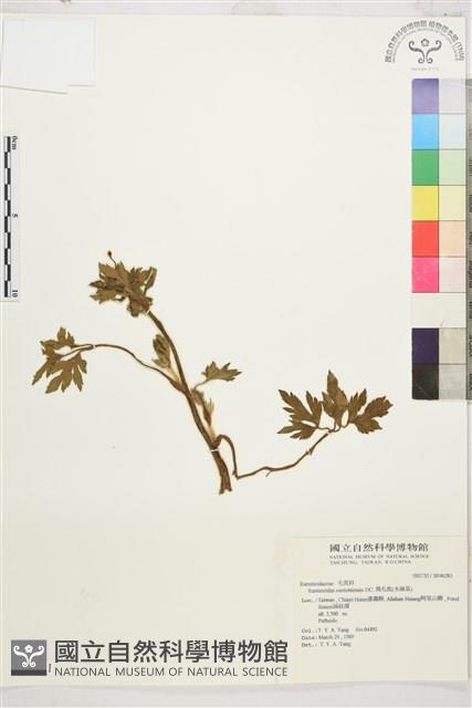 水辣菜、禺毛茛藏品圖，第1張