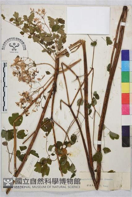 偏翅唐松草藏品圖，第1張