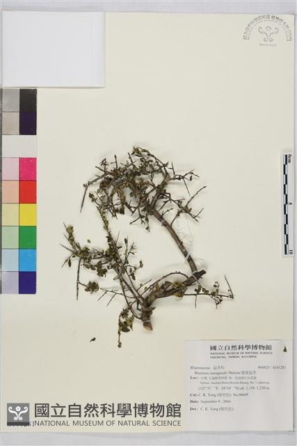 變葉鼠李藏品圖，第1張