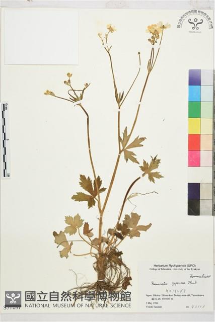 毛茛藏品圖，第1張