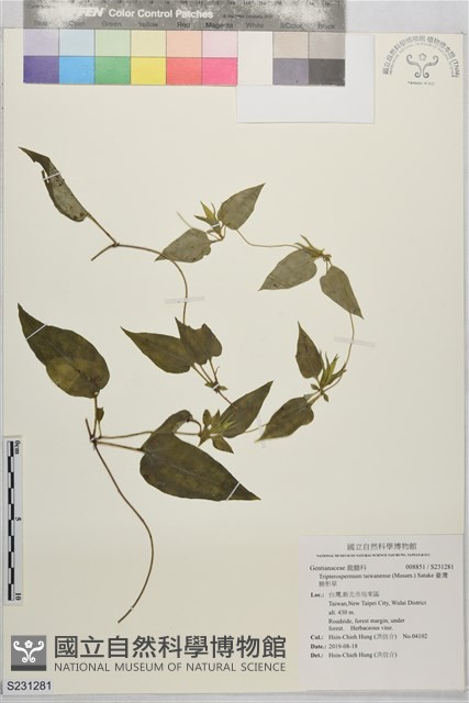 臺灣肺形草藏品圖，第1張