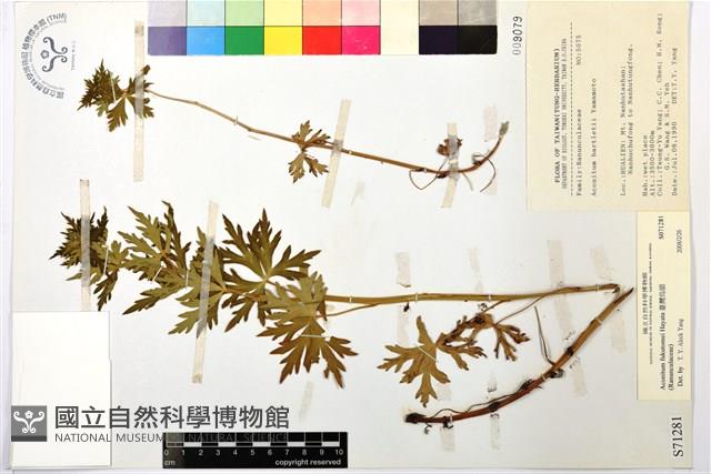 臺灣烏頭藏品圖，第1張