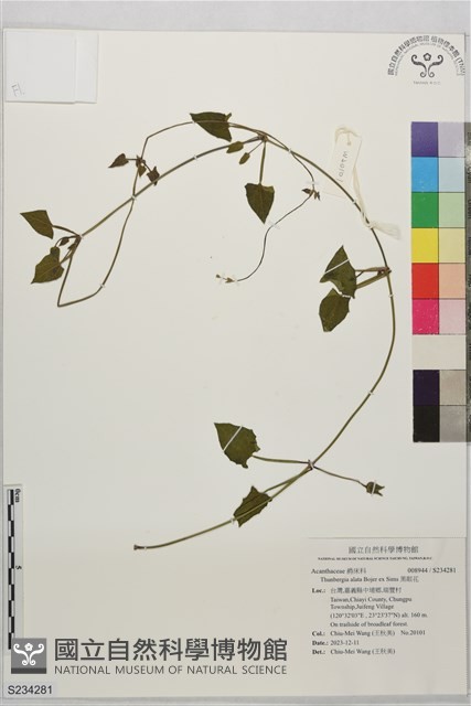 黑眼花藏品圖，第1張