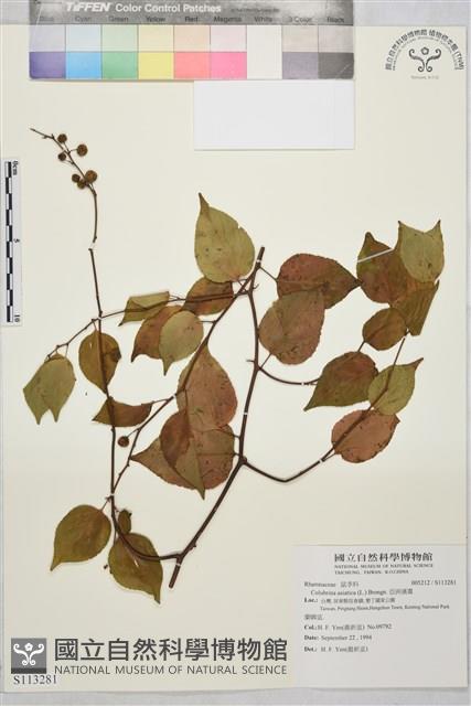 亞洲濱棗藏品圖，第1張