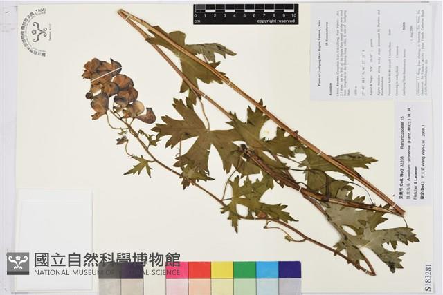 獨龍烏頭藏品圖，第1張