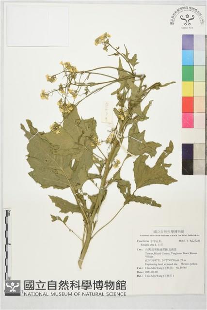 白芥藏品圖，第1張