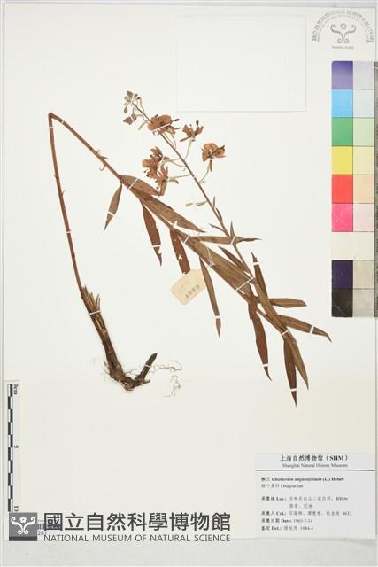 登錄號:S197281藏品圖，第1張