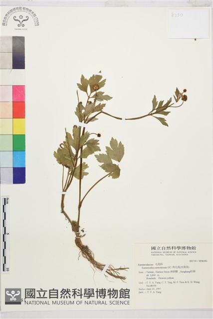 水辣菜、禺毛茛藏品圖，第1張