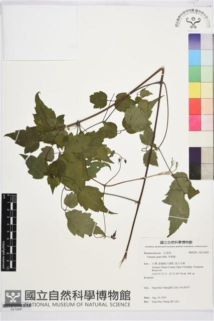 串鼻龍藏品圖，第1張