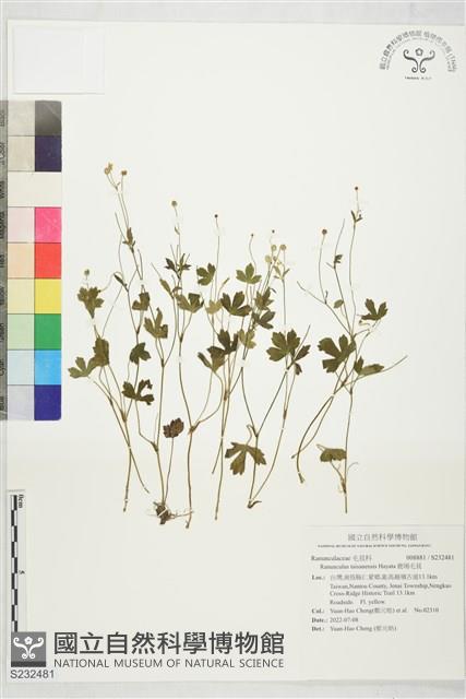 鹿場毛茛藏品圖，第1張