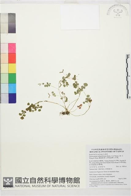 鐵線蕨葉人字果、臺灣人字果藏品圖，第1張