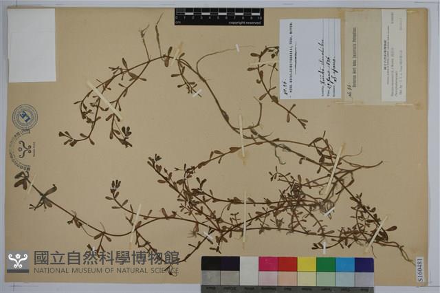 過長沙藏品圖，第1張