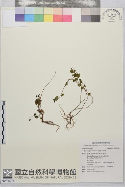 細齒水蛇麻藏品圖，第1張