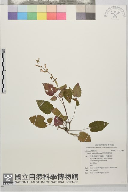 田代氏鼠尾草藏品圖，第1張