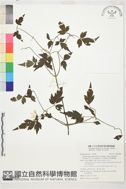 巴氏鐵線蓮藏品圖，第1張