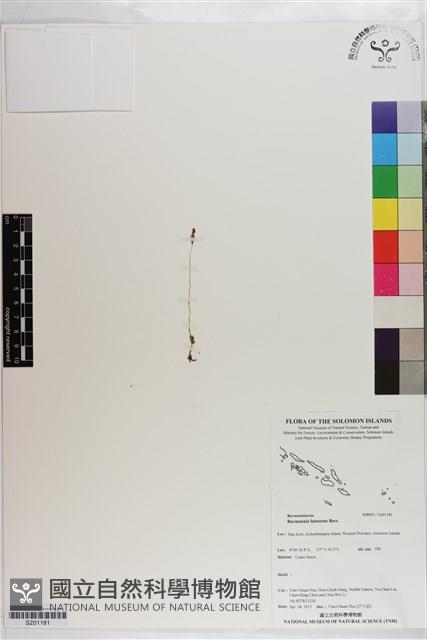 登錄號:S201181藏品圖，第1張