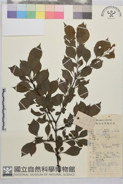 皺葉鼠李藏品圖，第1張