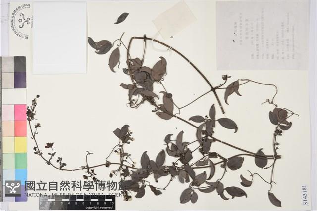 太行鐵線蓮藏品圖，第1張