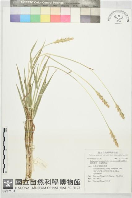 瘤鴨嘴草、毛瘤鴨嘴草藏品圖，第1張