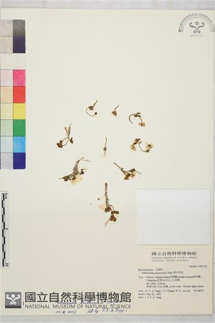 鹿場毛茛藏品圖，第1張