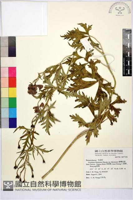 臺灣烏頭藏品圖，第1張