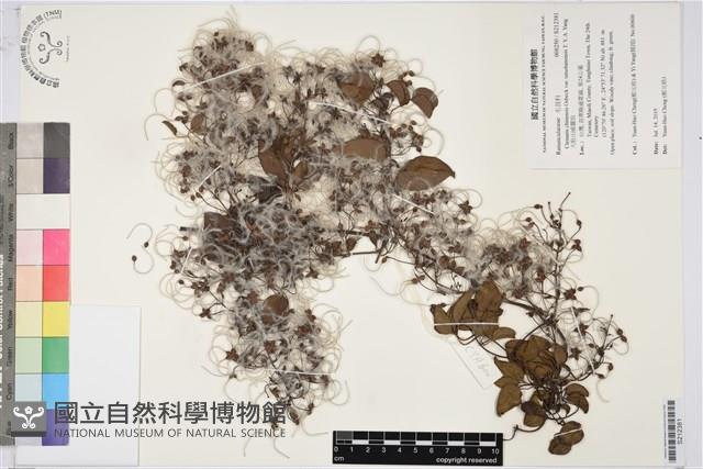 大肚山威靈仙藏品圖，第1張