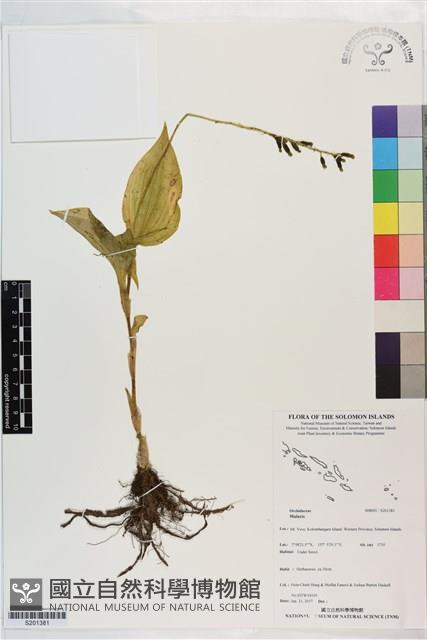 登錄號:S201381藏品圖，第1張