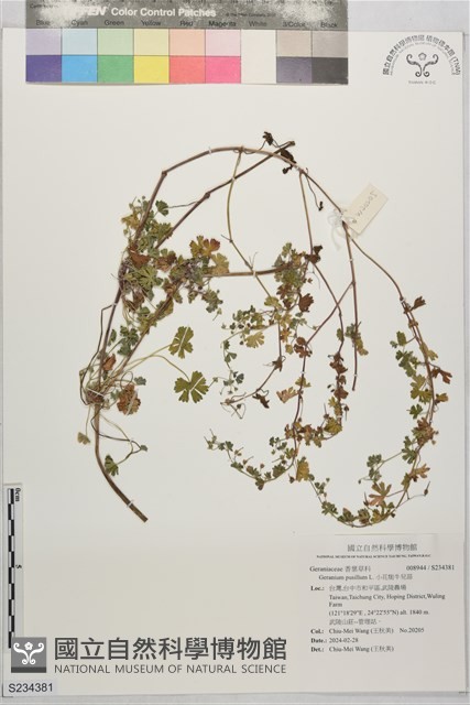 小花牻牛兒苗藏品圖，第1張