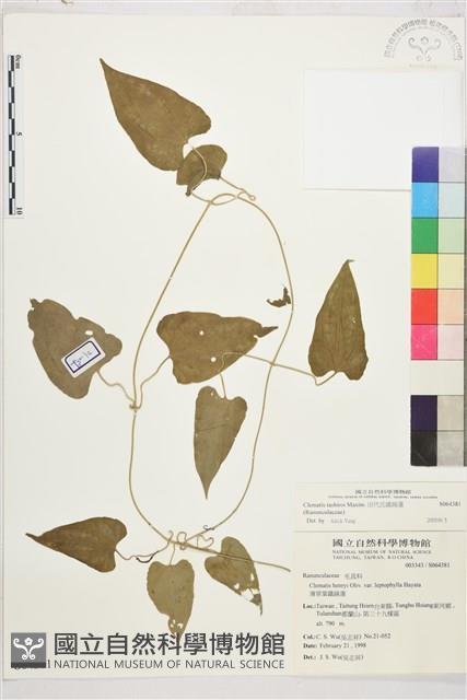 田代氏鐵線蓮藏品圖，第1張