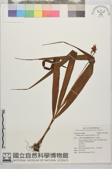 白及藏品圖，第1張