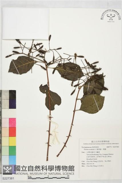 腺果藤、刺藤藏品圖，第1張