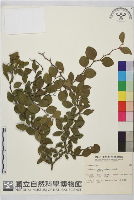 馬甲子藏品圖，第2張