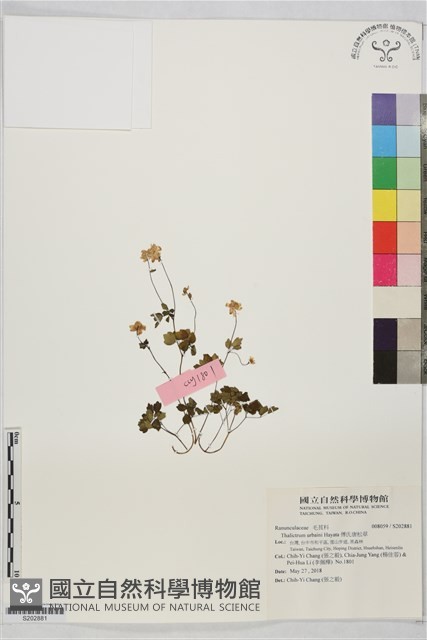 傅氏唐松草藏品圖，第1張