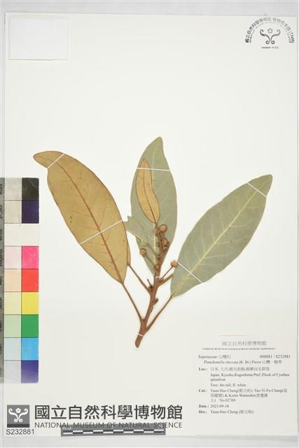 山欖、樹青藏品圖，第1張